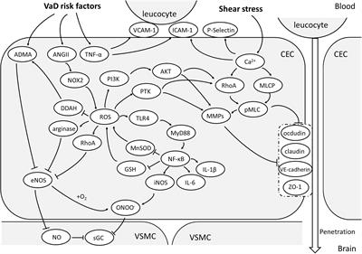 Dysfunction of Cerebrovascular Endothelial Cells: Prelude to Vascular Dementia